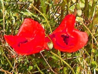 /album/galleria-foto-homepage/coppia-di-papaverifir30m-jpg/